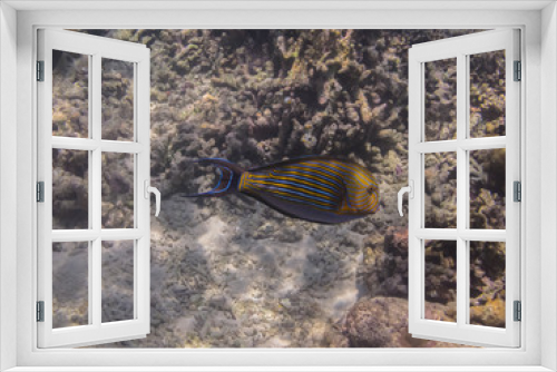 Fototapeta Naklejka Na Ścianę Okno 3D - blaustreifen doktorfisch
