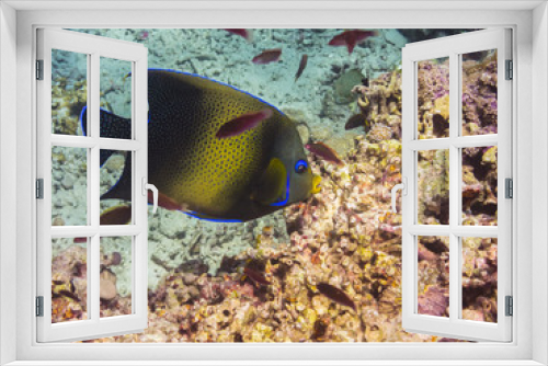 Fototapeta Naklejka Na Ścianę Okno 3D - kaiserfisch schwimmt