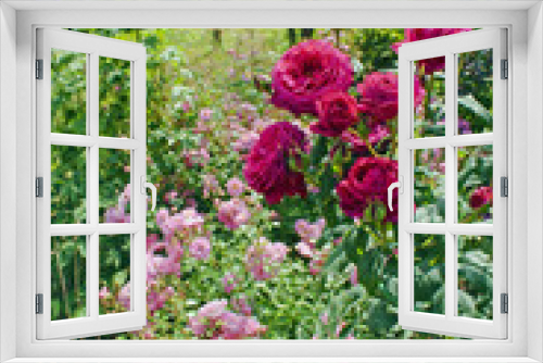 Fototapeta Naklejka Na Ścianę Okno 3D - Flowerbed with beautiful roses and other flowers in the garden