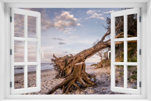 Fototapeta Naklejka Na Ścianę Okno 3D - Blown down tree on the beach