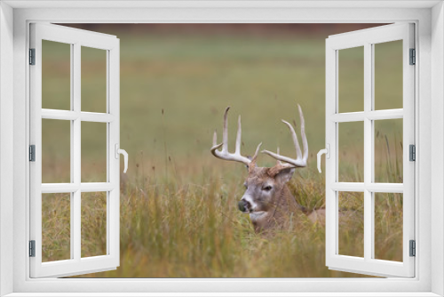 Fototapeta Naklejka Na Ścianę Okno 3D - White-tailed deer buck resting in the grass in autumn