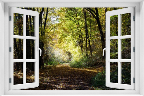 Fototapeta Naklejka Na Ścianę Okno 3D - Sonniger Waldweg im Herbst