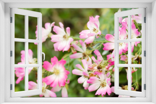 Fototapeta Naklejka Na Ścianę Okno 3D - Beautiful rose flower blossom in a garden,Valentine concept