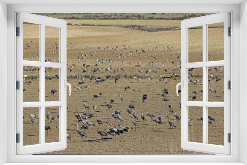 Fototapeta Naklejka Na Ścianę Okno 3D - European cranes overwinter each year in the Laguna de Gallocanta