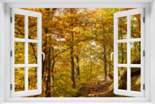 Fototapeta Naklejka Na Ścianę Okno 3D - Autumn forest in germany