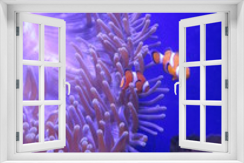 Fototapeta Naklejka Na Ścianę Okno 3D - Clownfisch