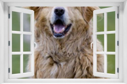 Fototapeta Naklejka Na Ścianę Okno 3D - Hund - Golden Retriever