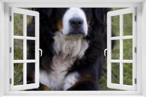 Fototapeta Naklejka Na Ścianę Okno 3D - Hund - Berner Sennen