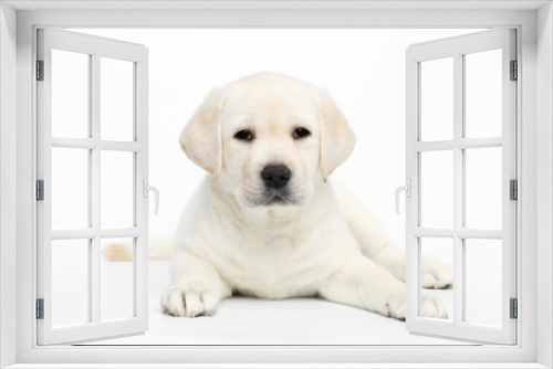 Fototapeta Naklejka Na Ścianę Okno 3D - Unhappy Labrador puppy Lying and waiting on white background, front view