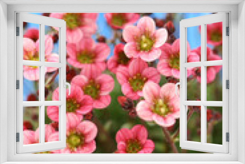 Fototapeta Naklejka Na Ścianę Okno 3D - little pink