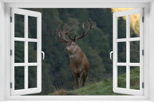 Fototapeta Naklejka Na Ścianę Okno 3D - Rothirschbrunft