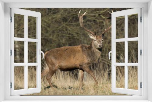 Fototapeta Naklejka Na Ścianę Okno 3D - Red deer- Windsor Deer Park