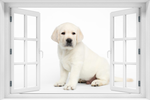 Fototapeta Naklejka Na Ścianę Okno 3D - Unhappy Labrador puppy Sitting and waiting on white background, side view