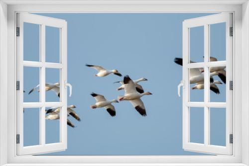 Fototapeta Naklejka Na Ścianę Okno 3D - Snow geese migration
