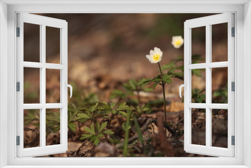 Fototapeta Naklejka Na Ścianę Okno 3D - pair of white anemones in spring forest