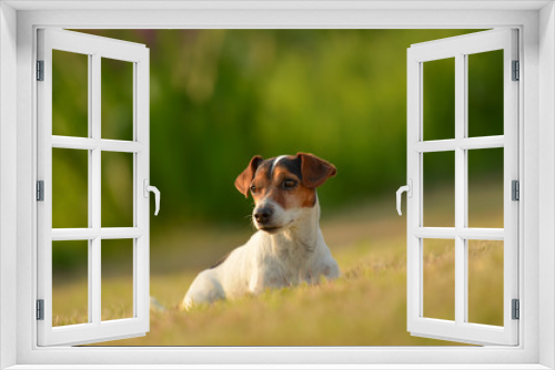 Fototapeta Naklejka Na Ścianę Okno 3D - Hund liegt im Gras - Jack Russell Terrier