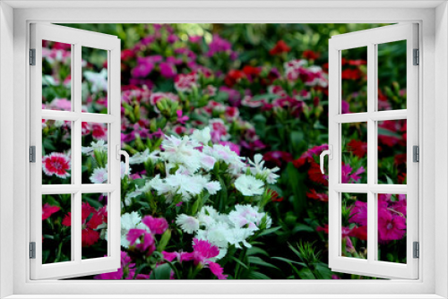 Fototapeta Naklejka Na Ścianę Okno 3D - colorful flower background