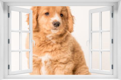 Fototapeta Naklejka Na Ścianę Okno 3D - Toller pup