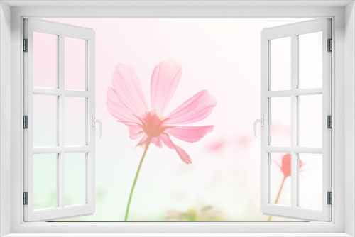 Fototapeta Naklejka Na Ścianę Okno 3D - Pink Cosmos flower garden in full bloom.
