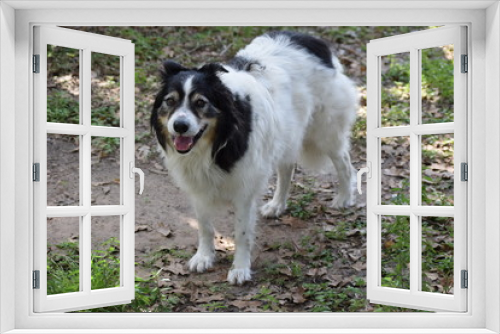 Fototapeta Naklejka Na Ścianę Okno 3D - Max, the senior Australian Shepherd 