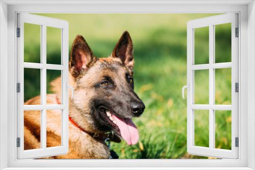 Fototapeta Naklejka Na Ścianę Okno 3D - Malinois Dog Sit Outdoors In Green Grass