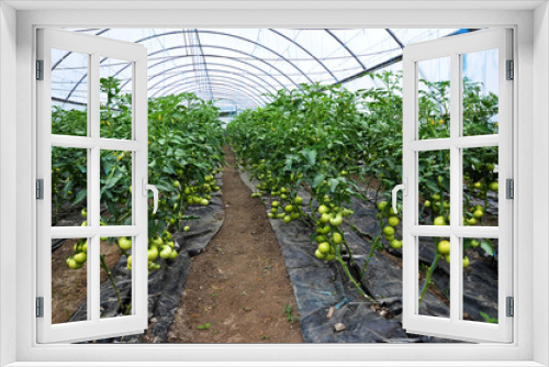 Fototapeta Naklejka Na Ścianę Okno 3D - Growing tomatoes on trellis in a large greenhouse with watering dirt