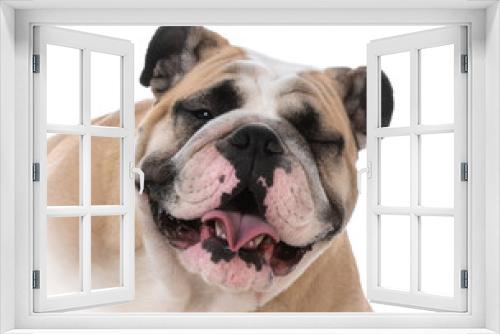 Fototapeta Naklejka Na Ścianę Okno 3D - female english bulldog