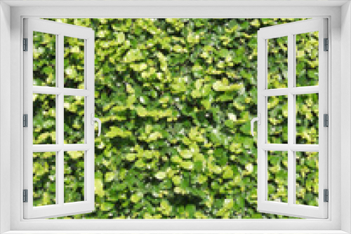 Fototapeta Naklejka Na Ścianę Okno 3D - Ornamental shrubs ,Wall shrubs