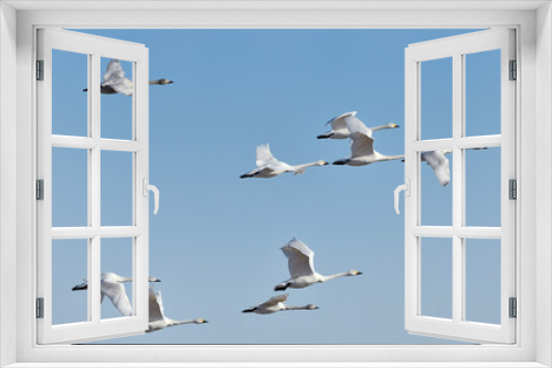 Fototapeta Naklejka Na Ścianę Okno 3D - 白鳥の群れ