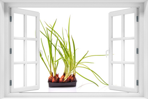 Fototapeta Naklejka Na Ścianę Okno 3D - sprouts green onions 