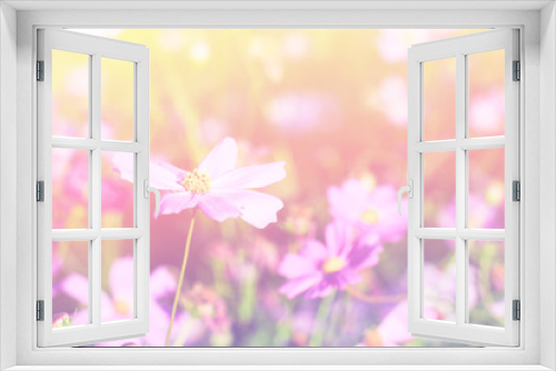 Fototapeta Naklejka Na Ścianę Okno 3D - Cosmos flowers in a meadow.
