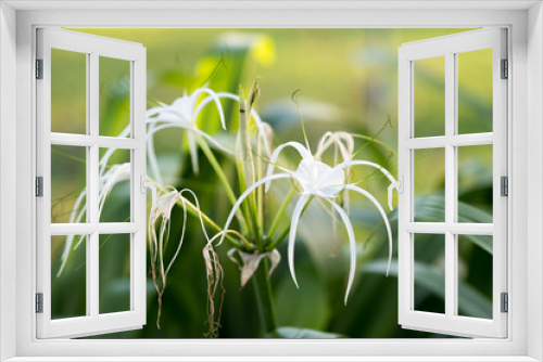 Fototapeta Naklejka Na Ścianę Okno 3D - White Lily