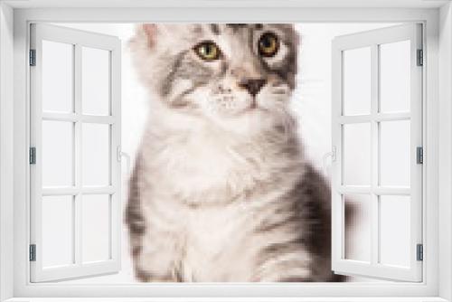 Fototapeta Naklejka Na Ścianę Okno 3D - Chaton Maine coon 