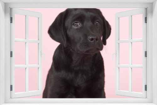 Fototapeta Naklejka Na Ścianę Okno 3D - Chocolate Labrador puppy on pink background