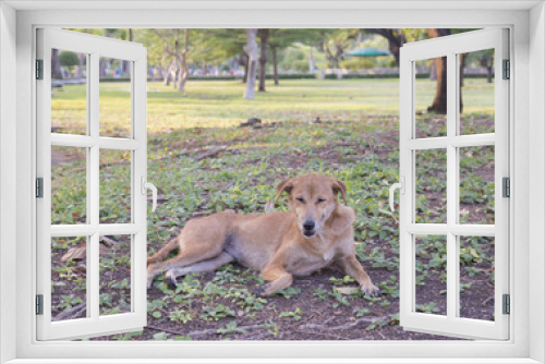 Fototapeta Naklejka Na Ścianę Okno 3D - homeless dog in the garden