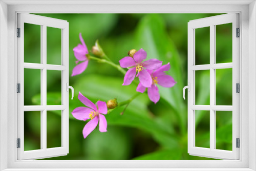 Fototapeta Naklejka Na Ścianę Okno 3D - beautiful pink flowers in the garden