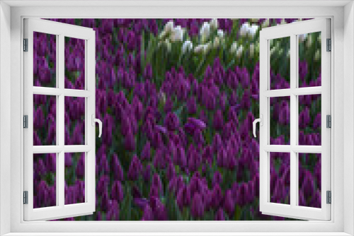 Fototapeta Naklejka Na Ścianę Okno 3D - Group of spring white tulips among the field of dark lilac tulips