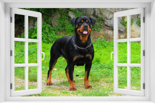 Fototapeta Naklejka Na Ścianę Okno 3D - Purebred rottweiler dog