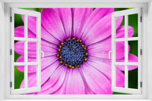Fototapeta Naklejka Na Ścianę Okno 3D - Pink Osteospermum