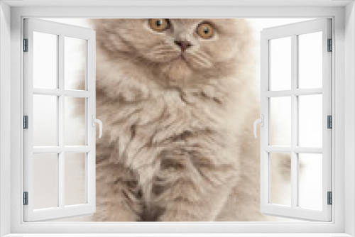 Fototapeta Naklejka Na Ścianę Okno 3D - Sweet British longhair kitten