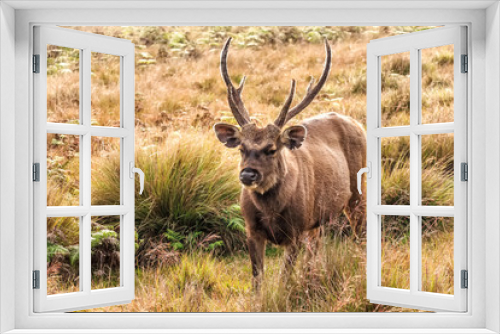 Fototapeta Naklejka Na Ścianę Okno 3D - Sambar deer in wild