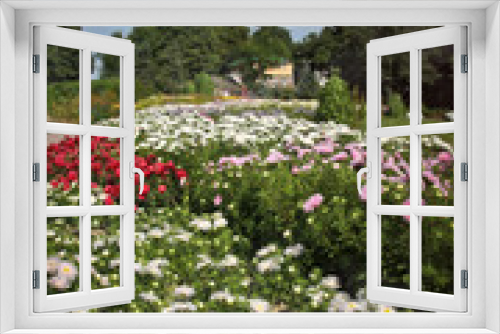 Fototapeta Naklejka Na Ścianę Okno 3D - Flowers on the lawn in the garden. Aystry plants for a beautiful