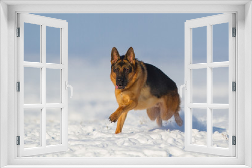 Fototapeta Naklejka Na Ścianę Okno 3D - German shepherd dog run in snow
