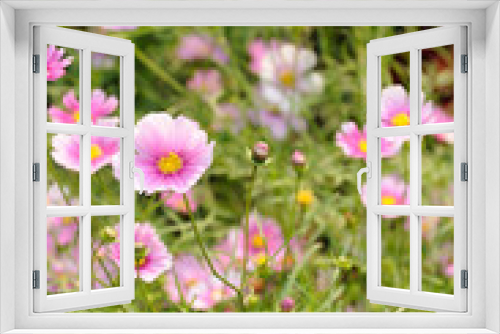 Fototapeta Naklejka Na Ścianę Okno 3D - Pink cosmos flowers