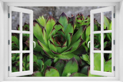 Fototapeta Naklejka Na Ścianę Okno 3D - green houseleek plant texture