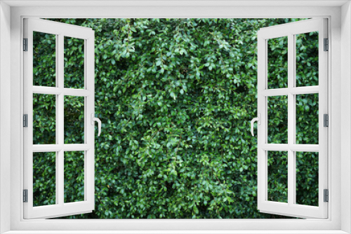Fototapeta Naklejka Na Ścianę Okno 3D - green wall