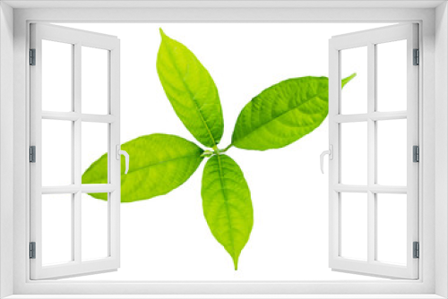 Fototapeta Naklejka Na Ścianę Okno 3D - solated green leaf on white background