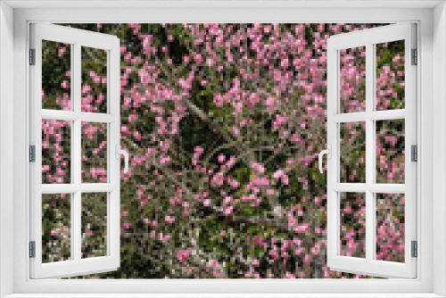 Fototapeta Naklejka Na Ścianę Okno 3D - 早咲きの梅