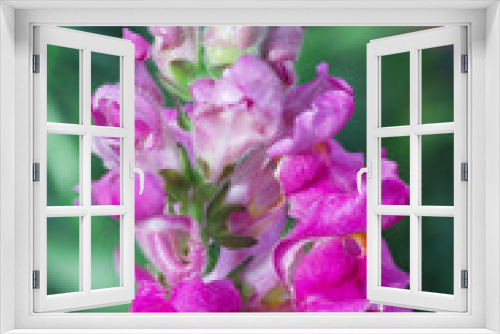 Fototapeta Naklejka Na Ścianę Okno 3D - Colorful snapdragon flower Blooming in the garden
