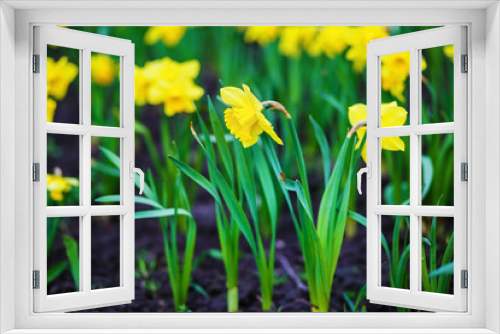 Fototapeta Naklejka Na Ścianę Okno 3D - Blooming yellow daffodils flowers. Flowering narcissus. Spring flowers. Shallow depth of field. Selective focus.